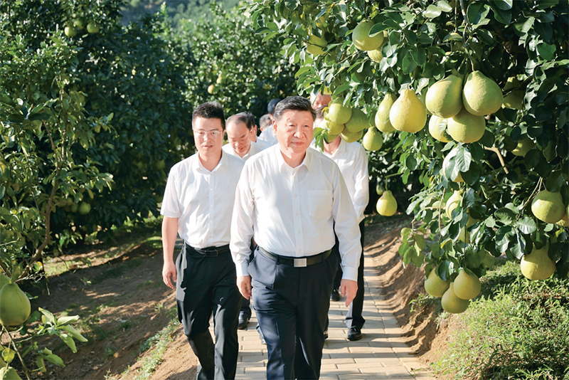 　　2025年11月7日至8日，中共中央總書記、國家主席、中央軍委主席習(xí)近平在廣東考察。這是7日下午，習(xí)近平在梅州市梅縣區(qū)雁洋鎮(zhèn)南福金柚種植基地考察。